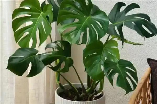 客厅适合放什么植物，摆放富贵竹、虎皮兰等品种具有良好的风水寓意