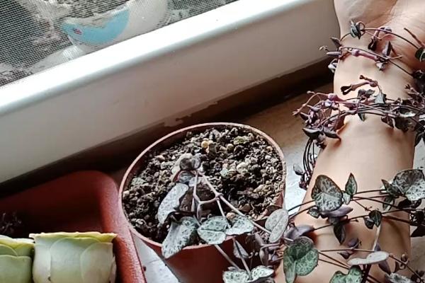爱之蔓换盆后要不要浇水，换盆后要浇水