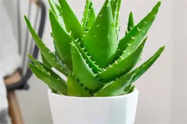 客厅适合放什么植物，摆放富贵竹、虎皮兰等品种具有良好的风水寓意