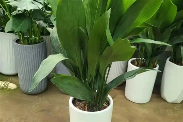 客厅适合放什么植物，摆放富贵竹、虎皮兰等品种具有良好的风水寓意