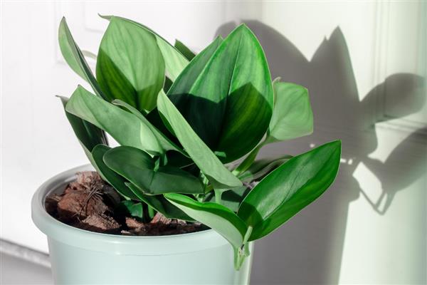 客厅适合放什么植物，摆放富贵竹、虎皮兰等品种具有良好的风水寓意