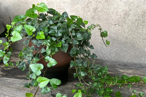 客厅适合放什么植物，摆放富贵竹、虎皮兰等品种具有良好的风水寓意