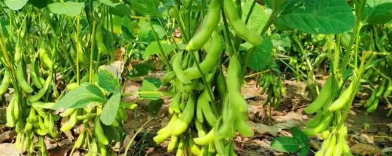 毛豆的种植技术，每隔20天左右追施一次肥
