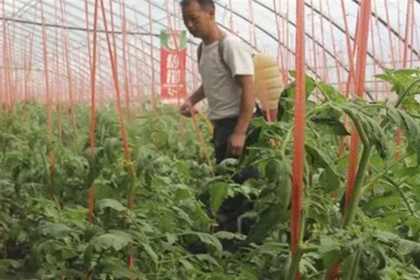 提高番茄座果率的措施，可尽量地降低棚室内的温度
