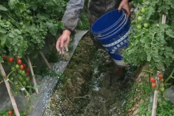 提高番茄座果率的措施，可尽量地降低棚室内的温度