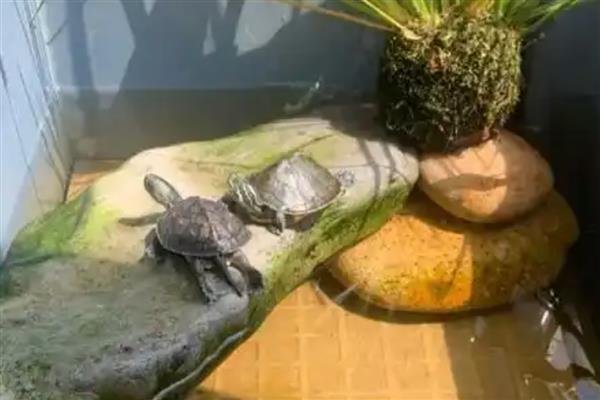 乌龟喜欢躲在洞里的原因，一般是为了躲避强光