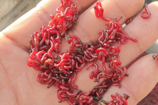 冬天钓草鱼可以用嫩玉米粒吗，可以但效果不好