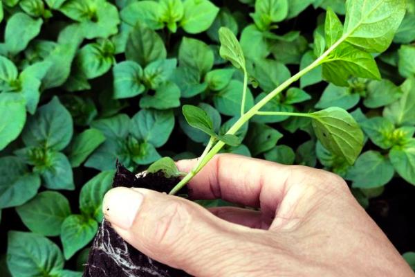 五彩椒的种植方法，露天种植需施足基肥