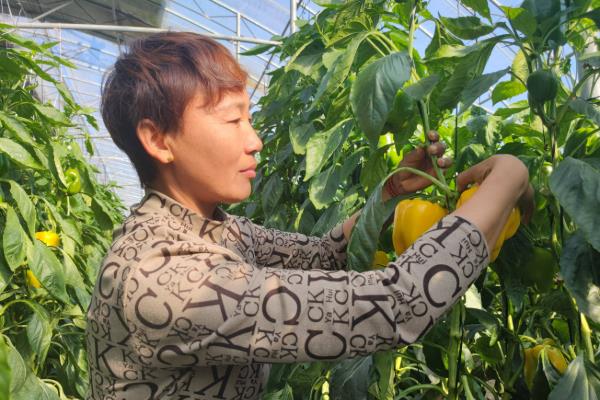 五彩椒的种植方法，露天种植需施足基肥