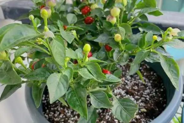 五彩椒的种植方法，露天种植需施足基肥