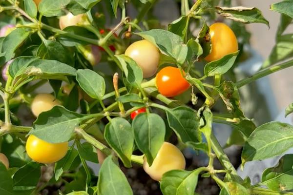 五彩椒的种植方法，露天种植需施足基肥
