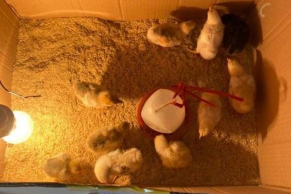 立秋后能不能孵小鸡，可以孵化但要使用保温设备维持温度