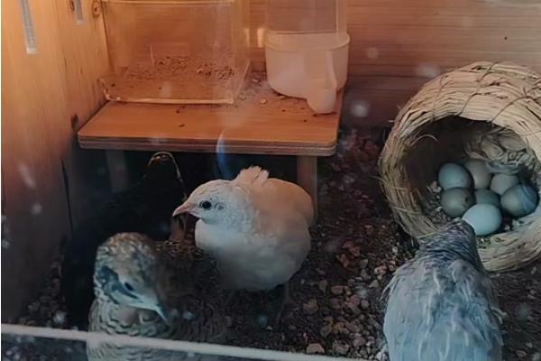 立秋后能不能孵小鸡，可以孵化但要使用保温设备维持温度