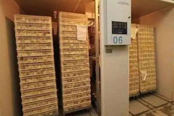 立秋后能不能孵小鸡，可以孵化但要使用保温设备维持温度