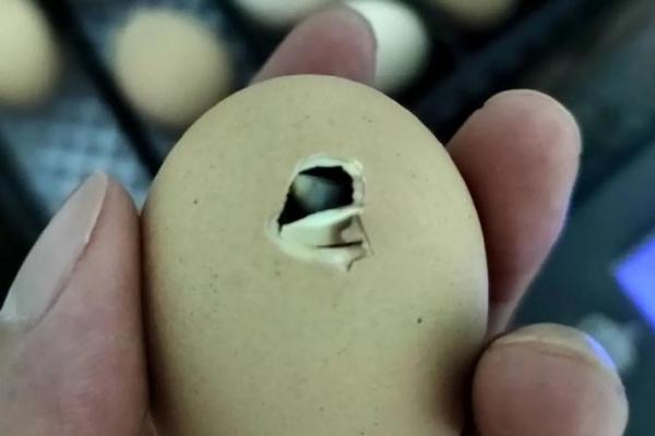 立秋后能不能孵小鸡，可以孵化但要使用保温设备维持温度
