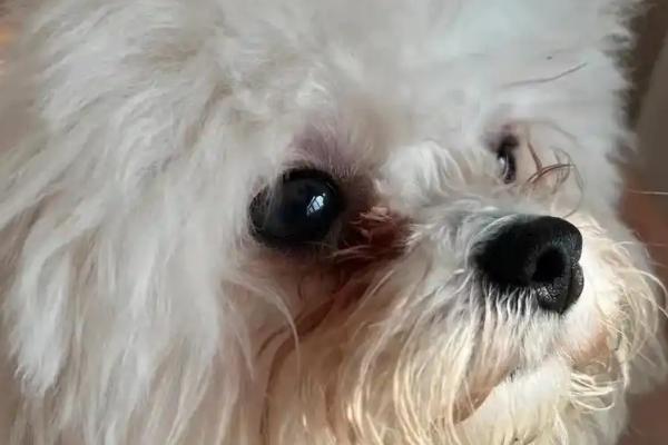 狗狗有泪痕的原因，可能是眼睛进入了异物