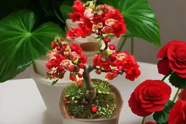 海棠花的开花季节，通常在每年4-5月份开放