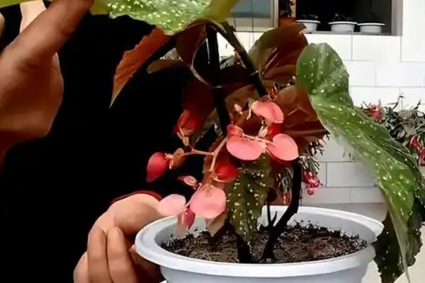 海棠花的开花季节，通常在每年4-5月份开放