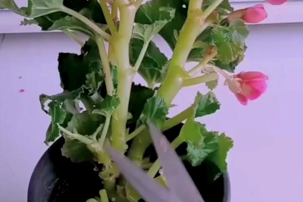 海棠花的开花季节，通常在每年4-5月份开放