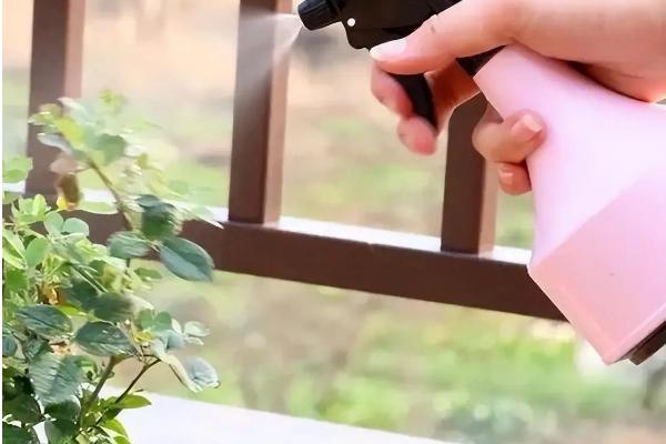 海棠花的开花季节，通常在每年4-5月份开放