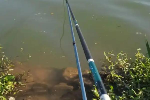 钓鲮鱼是钓底还是钓浮好，钓底比较好