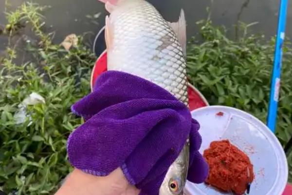 钓鲮鱼是钓底还是钓浮好，钓底比较好