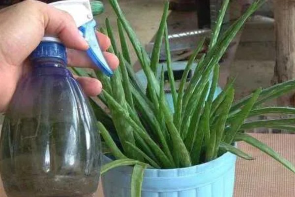 种芦荟的土壤怎么配，将腐叶土、珍珠岩、砂土等混合