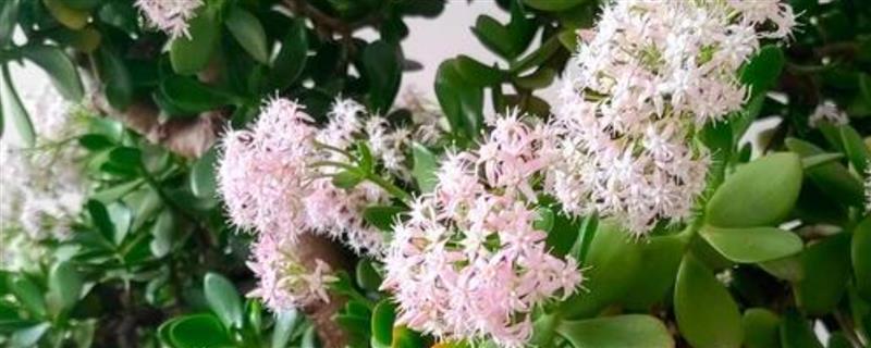 玉树花的花期，在每年的元月至3月