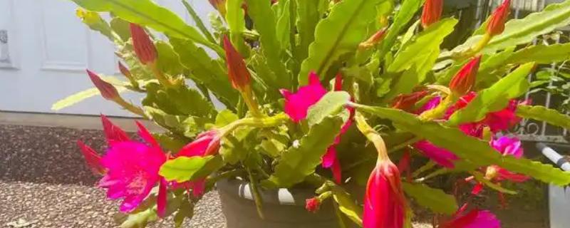 养殖令箭荷花用什么盆，选择大小及深度适宜的泥瓦盆或陶盆