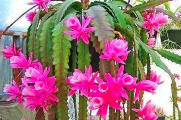 养殖令箭荷花用什么盆,选择大小及深度适宜的泥瓦盆或陶盆