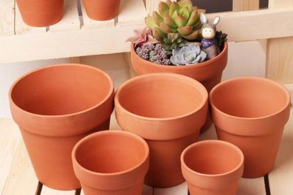 养殖令箭荷花用什么盆,选择大小及深度适宜的泥瓦盆或陶盆