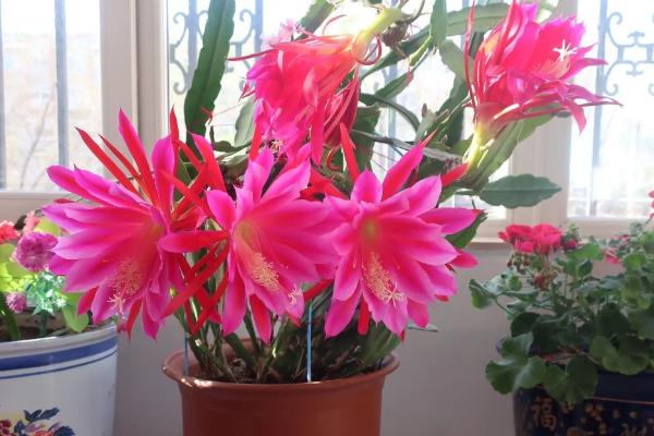 养殖令箭荷花用什么盆,选择大小及深度适宜的泥瓦盆或陶盆