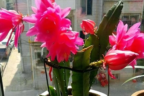 养殖令箭荷花用什么盆,选择大小及深度适宜的泥瓦盆或陶盆