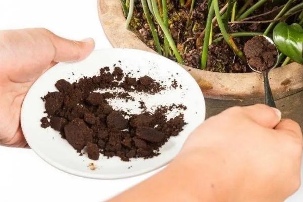 养殖令箭荷花用什么盆,选择大小及深度适宜的泥瓦盆或陶盆