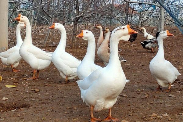 鹅和鸭子的区别，外观、体型、食物均不同