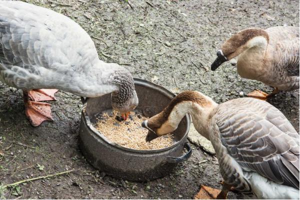 鹅和鸭子的区别，外观、体型、食物均不同