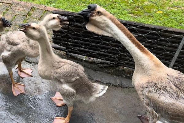 鹅和鸭子的区别，外观、体型、食物均不同