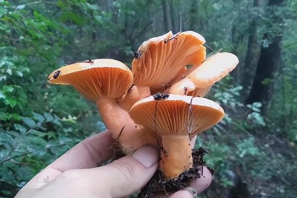 枞树菌在什么温度下才会生长，达到20℃左右才能满足生长要求