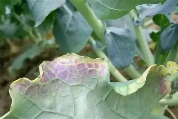 蔬菜缺肥的症状，缺氮时叶片呈淡绿色或黄色