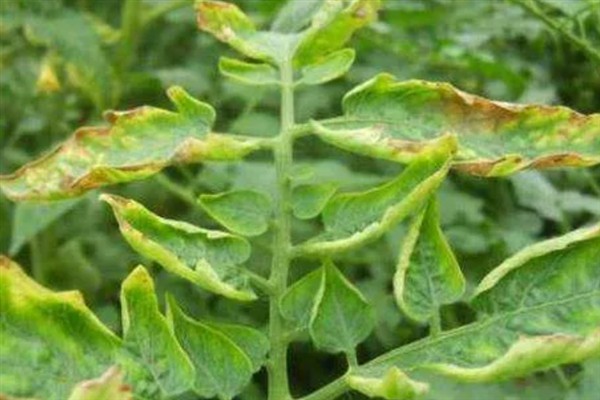 蔬菜缺肥的症状，缺氮时叶片呈淡绿色或黄色