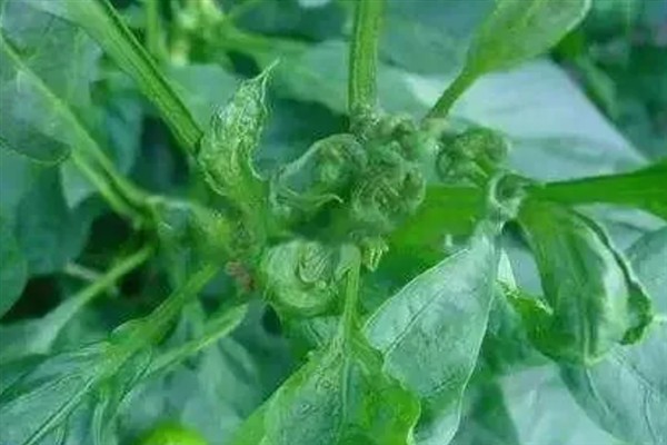 蔬菜缺肥的症状，缺氮时叶片呈淡绿色或黄色
