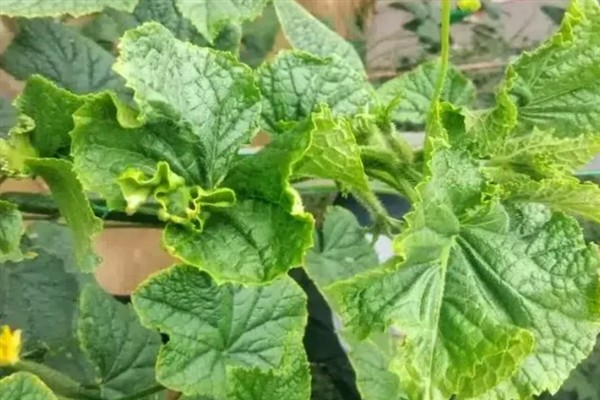 蔬菜缺肥的症状，缺氮时叶片呈淡绿色或黄色