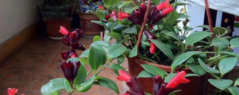 口红吊兰一年开多少次花,一年有且仅开1次花