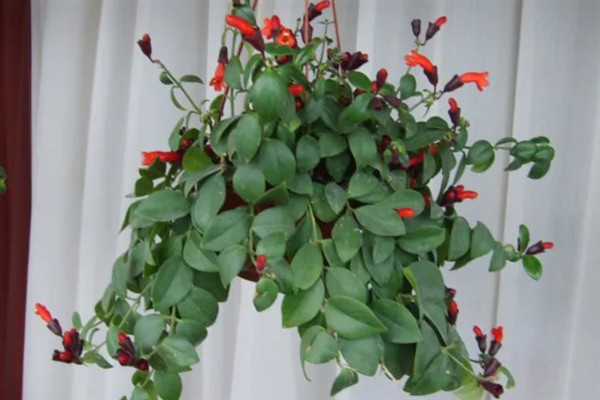 口红吊兰一年开多少次花,一年有且仅开1次花