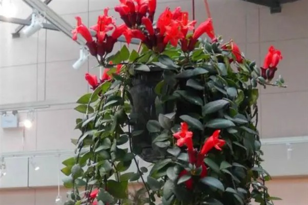 口红吊兰一年开多少次花,一年有且仅开1次花