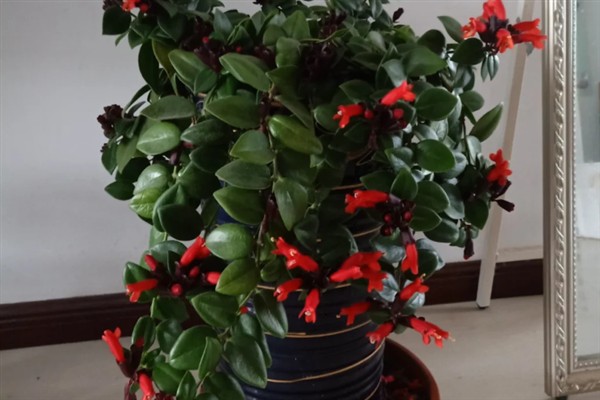 口红吊兰一年开多少次花,一年有且仅开1次花