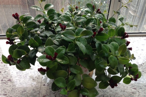 口红吊兰一年开多少次花,一年有且仅开1次花