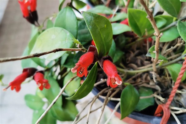 口红吊兰一年开多少次花,一年有且仅开1次花