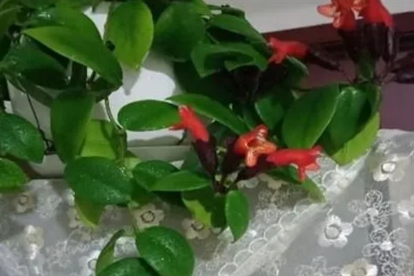 口红吊兰一年开多少次花,一年有且仅开1次花