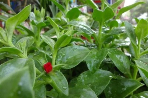 口红吊兰一年开多少次花,一年有且仅开1次花